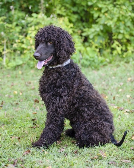 Water spaniel hot sale black