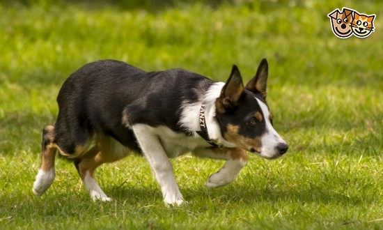 Blue merle welsh collie best sale