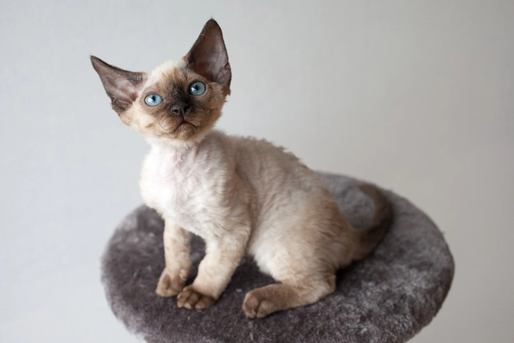 Devon rex sale kittens for adoption