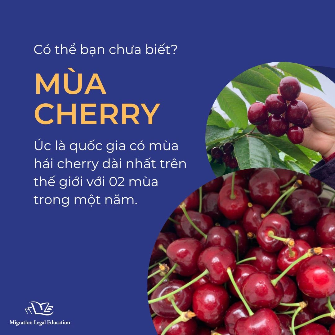 Mùa hái cherry dài nhất thế giới image