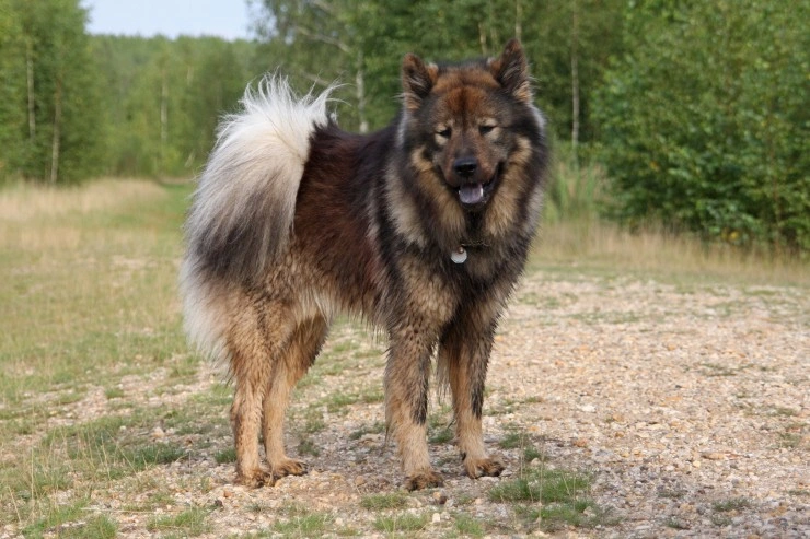 Premium Photo  Adorable beige eurasier puppy jumping out of a