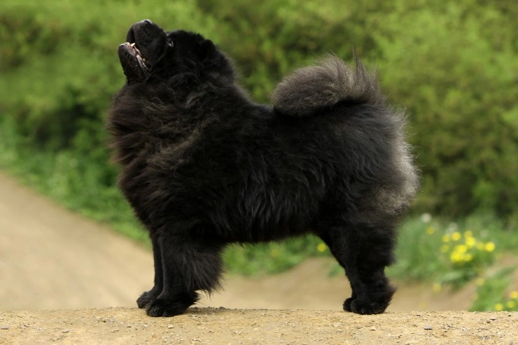 schwarze Chow Chow Mischung