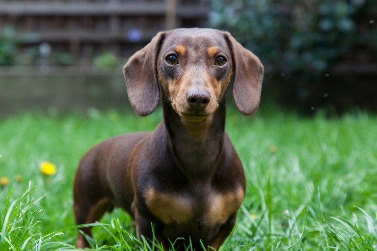 Miniature dachshund apartment store living