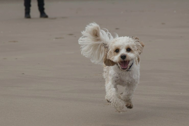 Best brush for discount cavachon