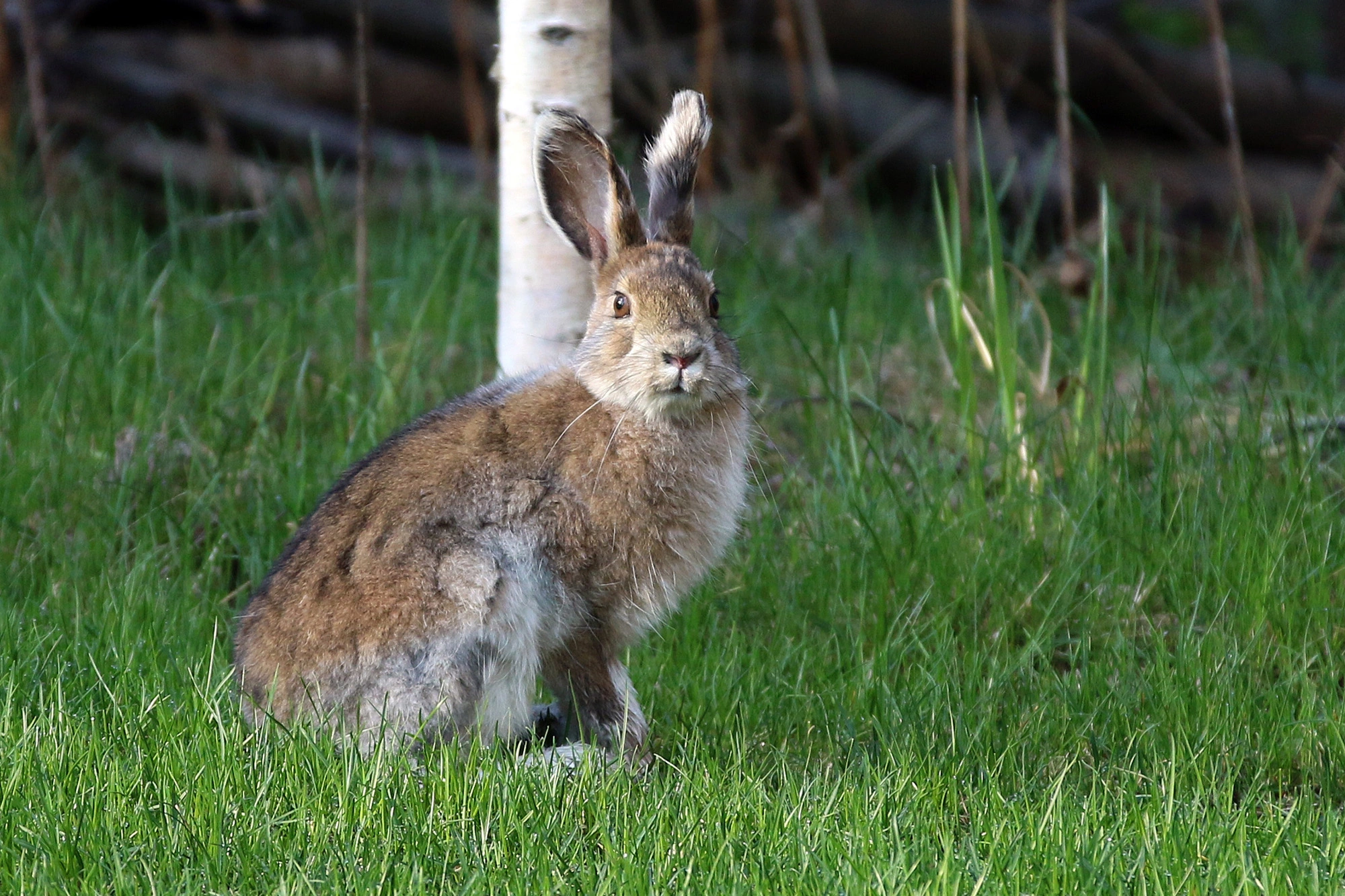 Alaska Rabbits Breed Information, Temperament, Size & Price Pets4Homes
