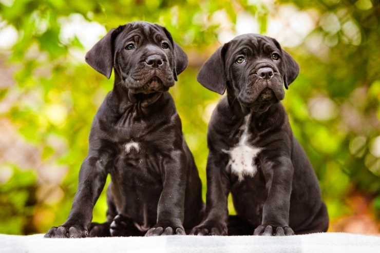 Huge Cane Corso's Annoyance Over Parents Putting up a Baby Gate Is