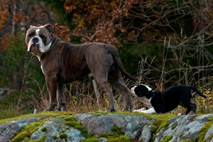 Old tyme bulldog fashion temperament