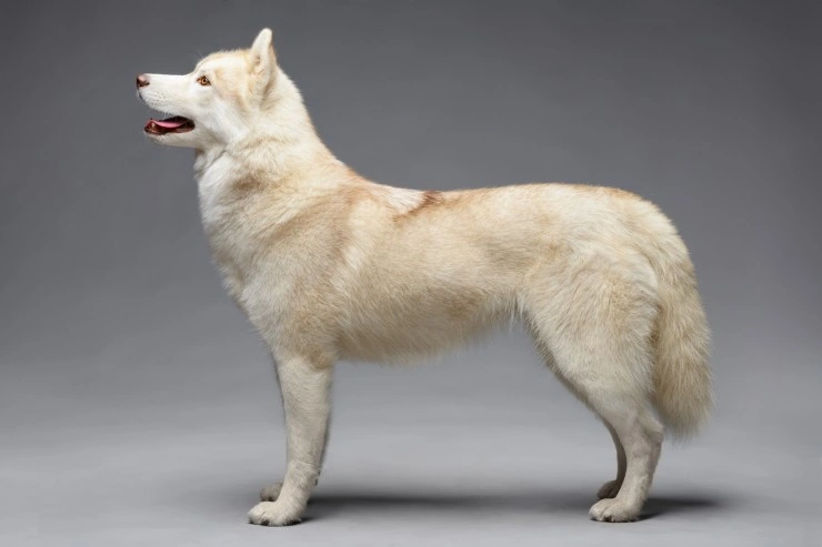 Cream and 2024 white husky