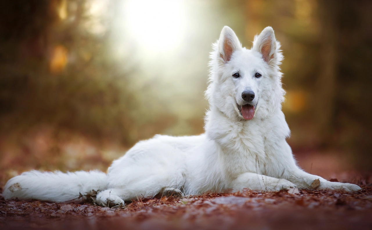 Short haired white outlet shepherd