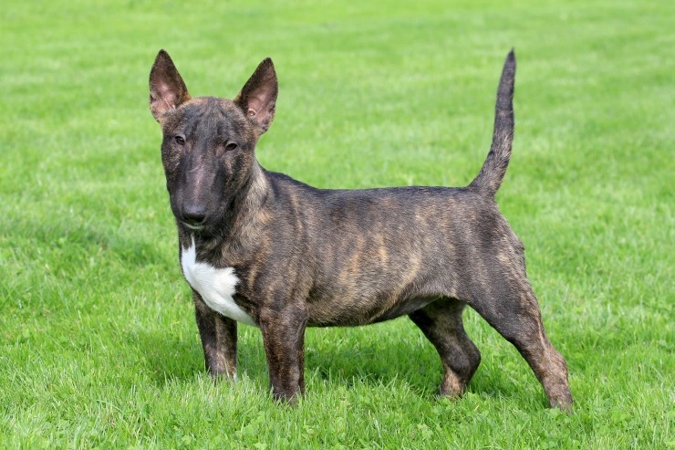 English Bull Terrier Dogs Breed Information Temperament Size Price Pets4Homes