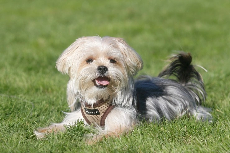 shorkie black and white full grown