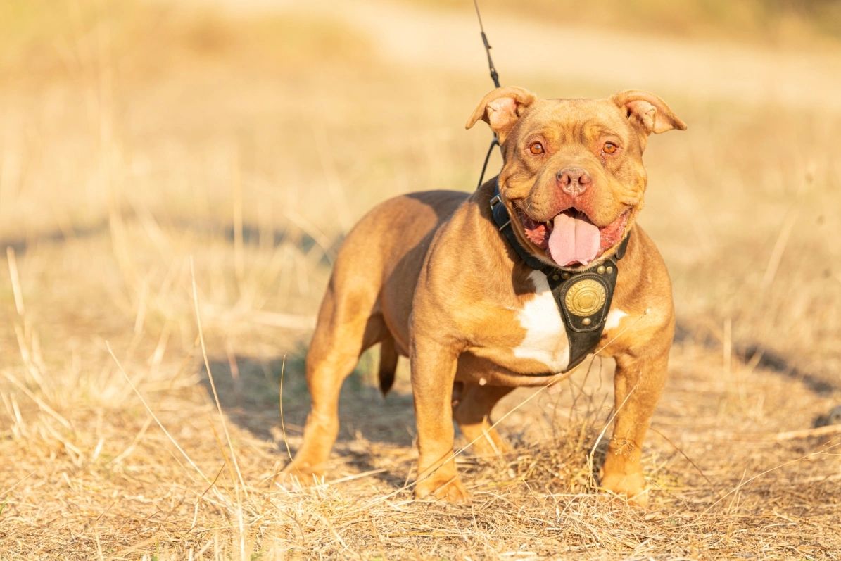American Bully Dogs Breed Information