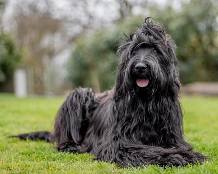 Best black briard puppy Clearance