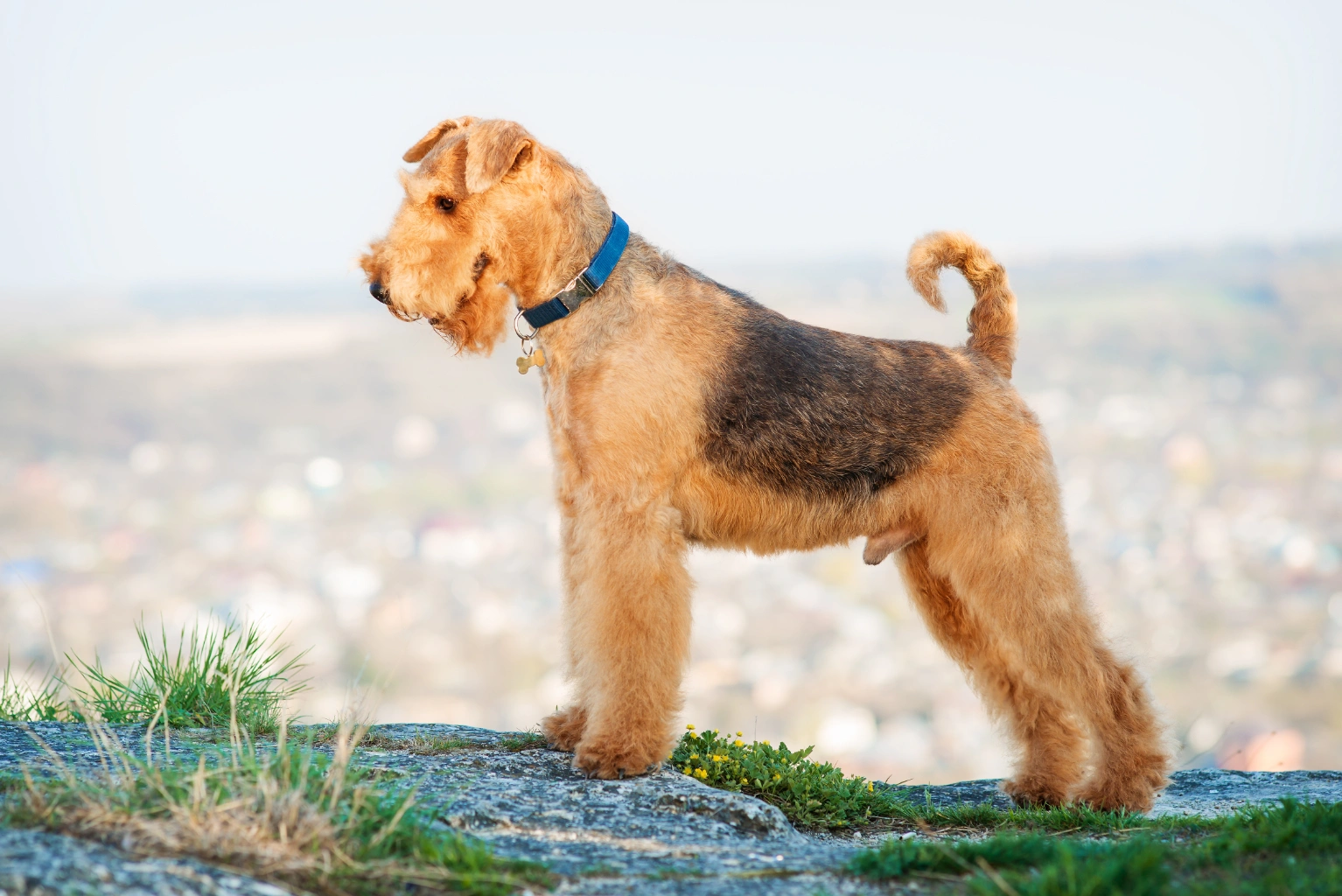 Working airedale 2024 terrier breeders