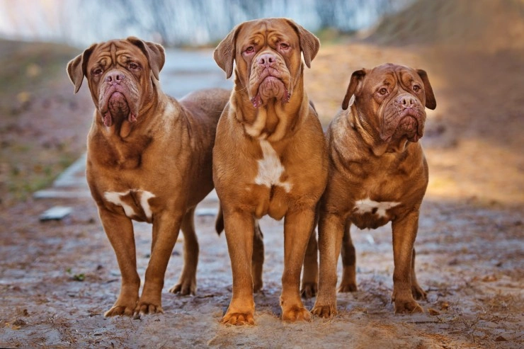 Best dog food for dogue de bordeaux best sale