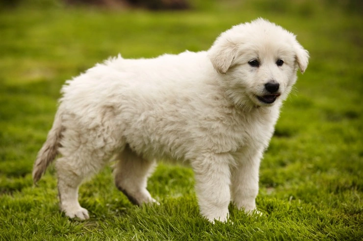 at what age is a white swiss shepherd dog full grown