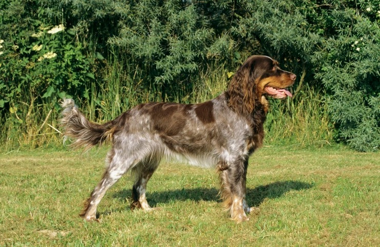 Picardy spaniel hot sale puppies