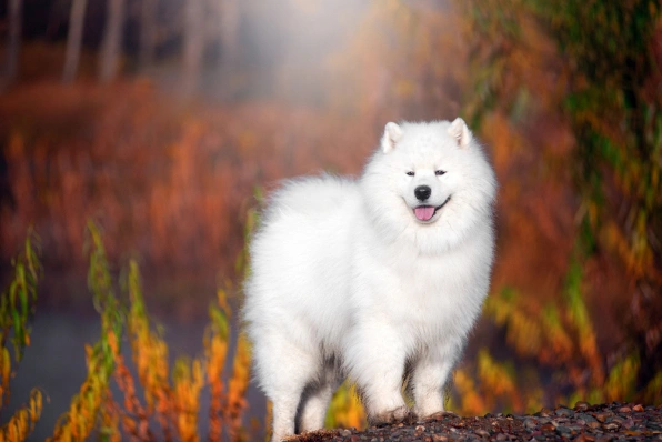 Samoyed dog sale cost