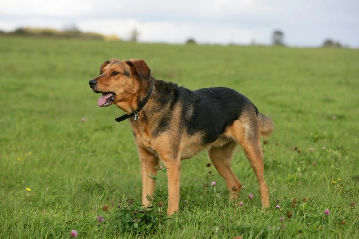 Huntaway Dogs Breed Information Temperament Size Price