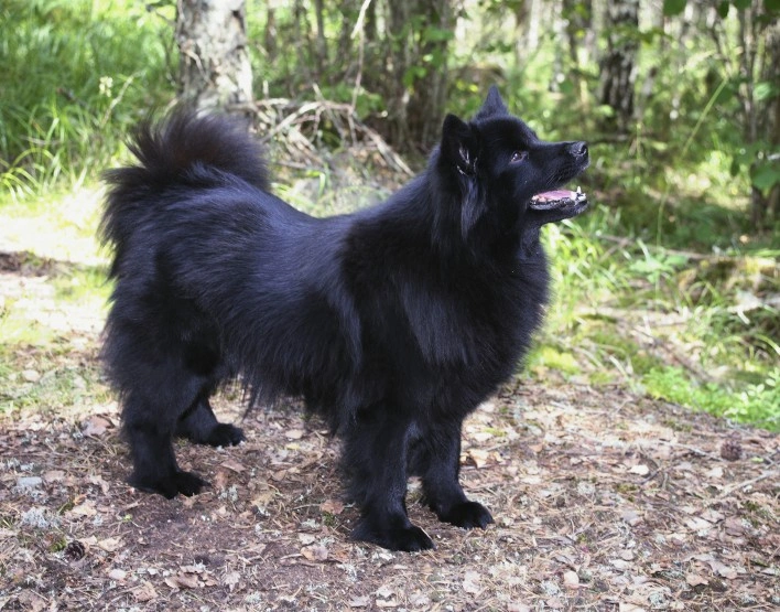 Swedish 2024 lapphund white