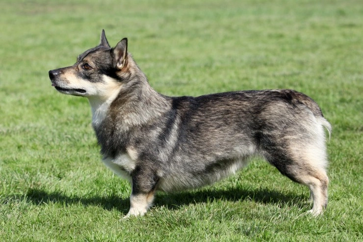 Swedish vallhund hot sale puppies