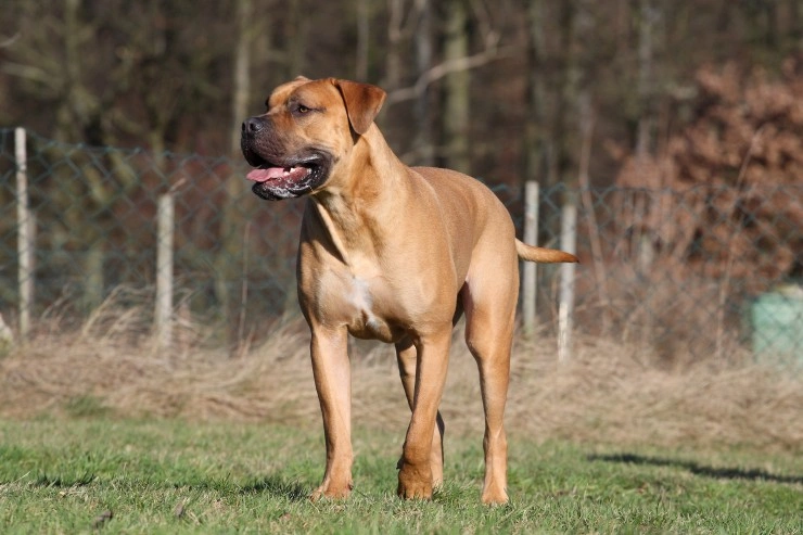 5 month store old boerboel weight