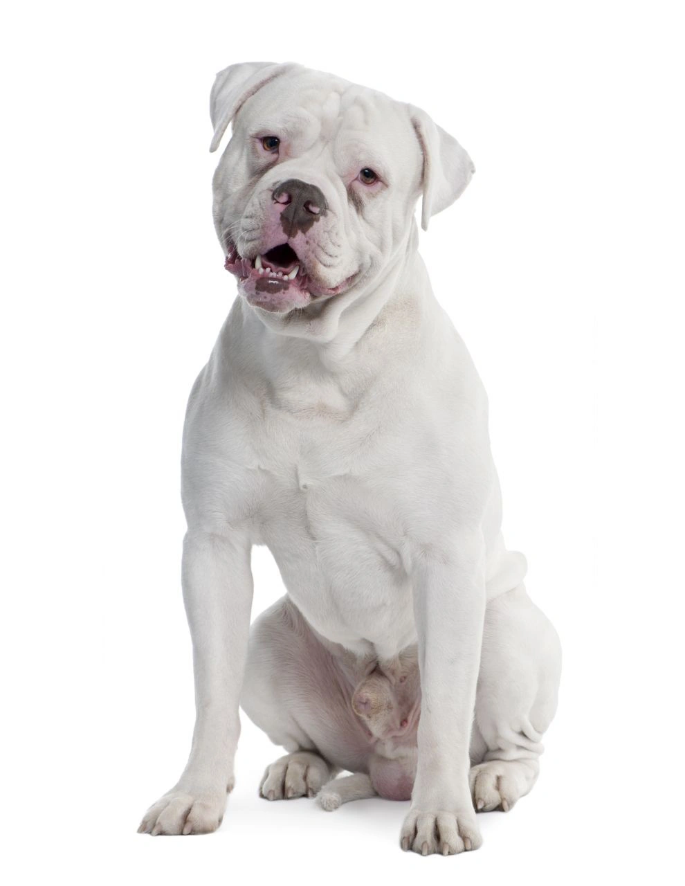 Old Tyme Bulldog Dogs Breed - Information, Temperament, Size & Price ...