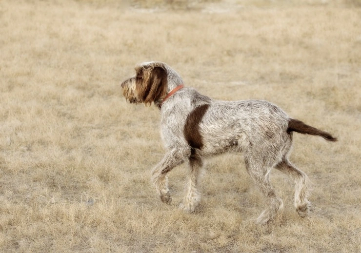 Italian best sale spinone price