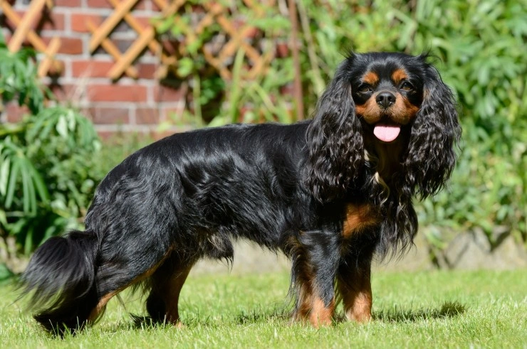 Dog crate for outlet cavalier king charles spaniel