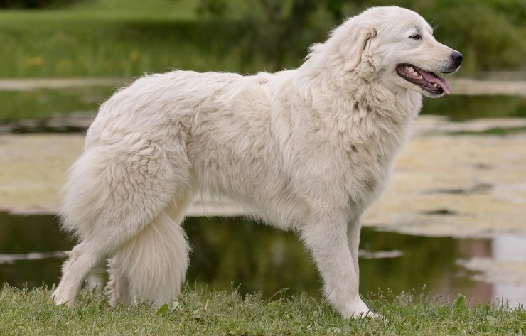 Maremma sheepdog for cheap sale near me