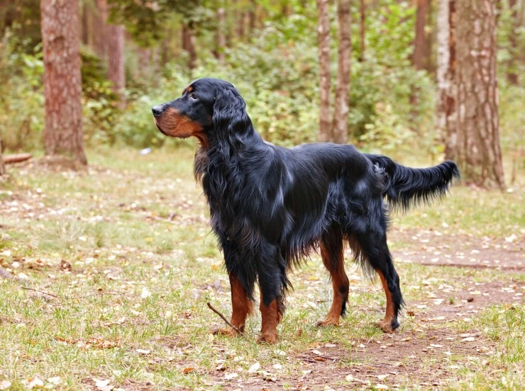 Gordon store retriever puppies