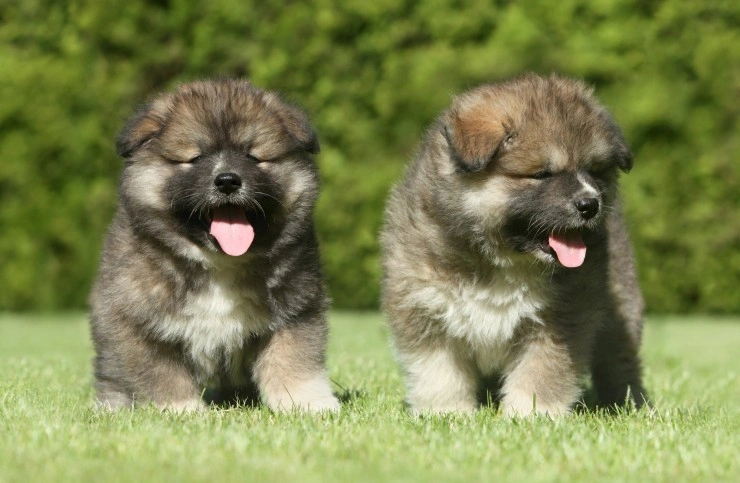 how big does a caucasian shepherd puppy get