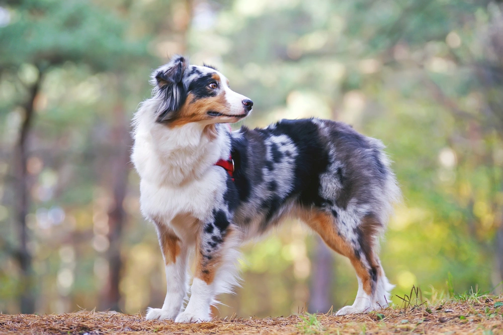 Australian Shepherd Dogs Breed Information Temperament Size