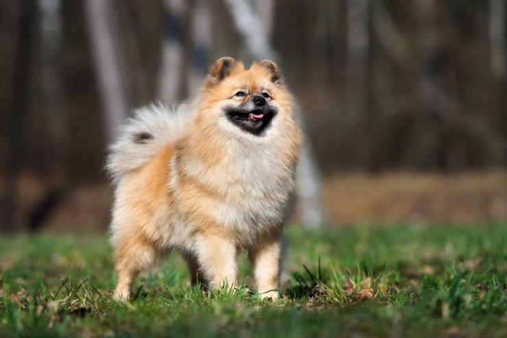 is the german spitz considered aggressive