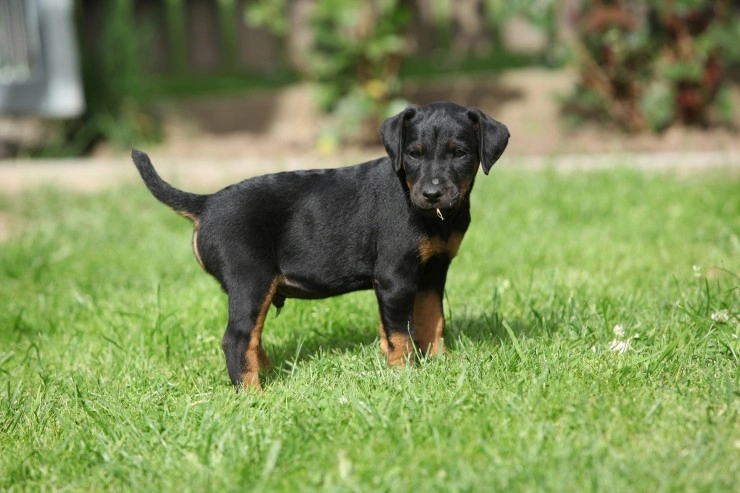 Jagd terriers store pups for sale