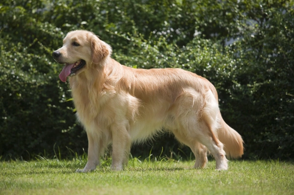 Long haired clearance red retriever