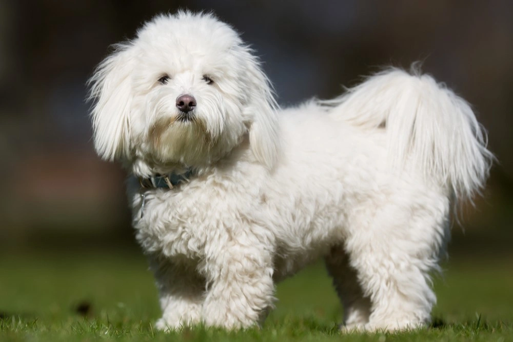 Coton dogs cheap for adoption