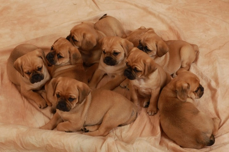 Puggle Dogs Breed Information Temperament Size Price Pets4Homes