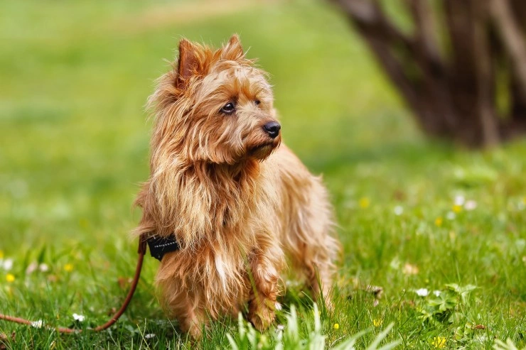 Australian best sale terrier puppies