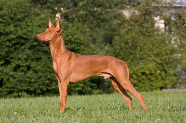 Abyssinian hound store