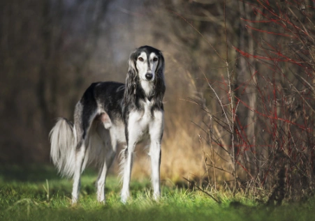 How fast is a 2024 saluki