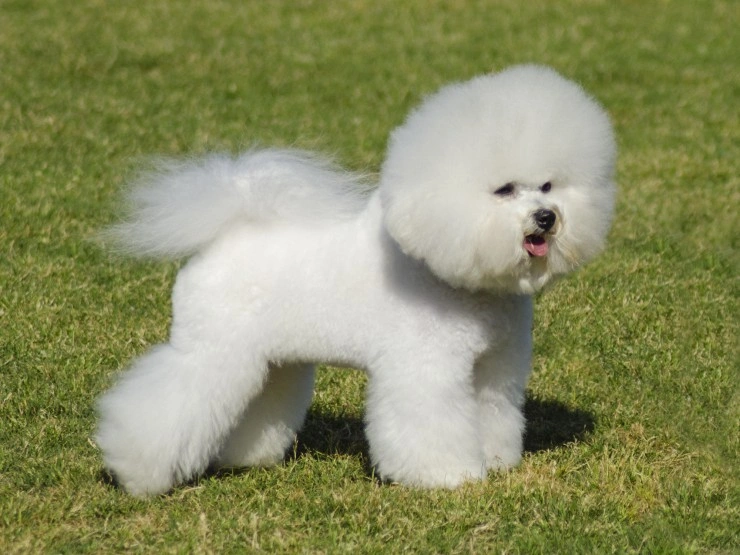 Bichon frise good with hot sale toddlers