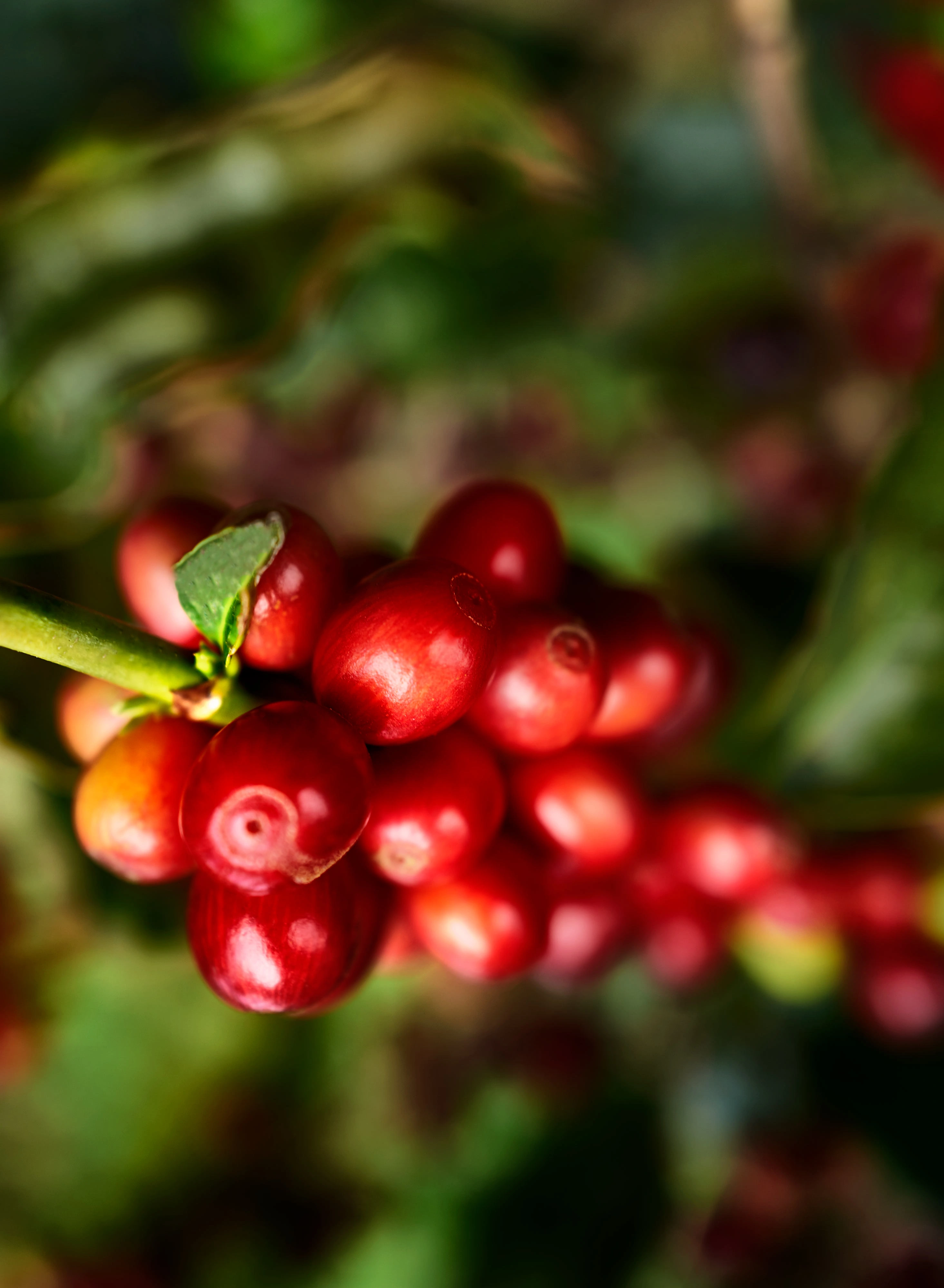 Close-up of ripe red coffee cherries on a branch, reflecting the premium quality and taste found in L'OR Espresso coffee beans.