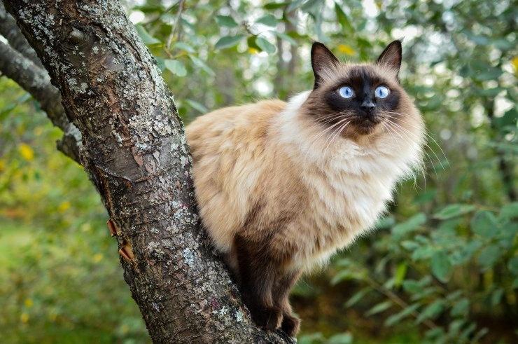 Balinese store cat adoption