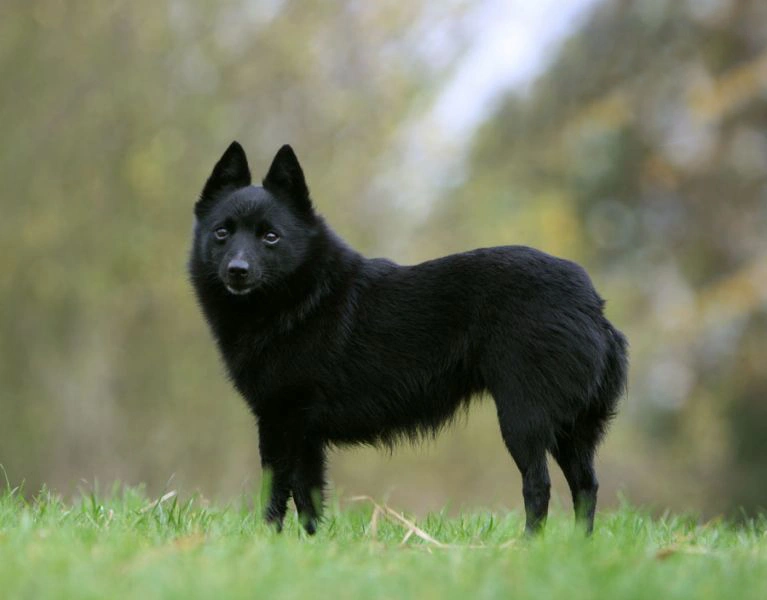 are schipperke the most intelligent dogs