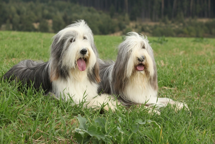 Long haired outlet bearded collie