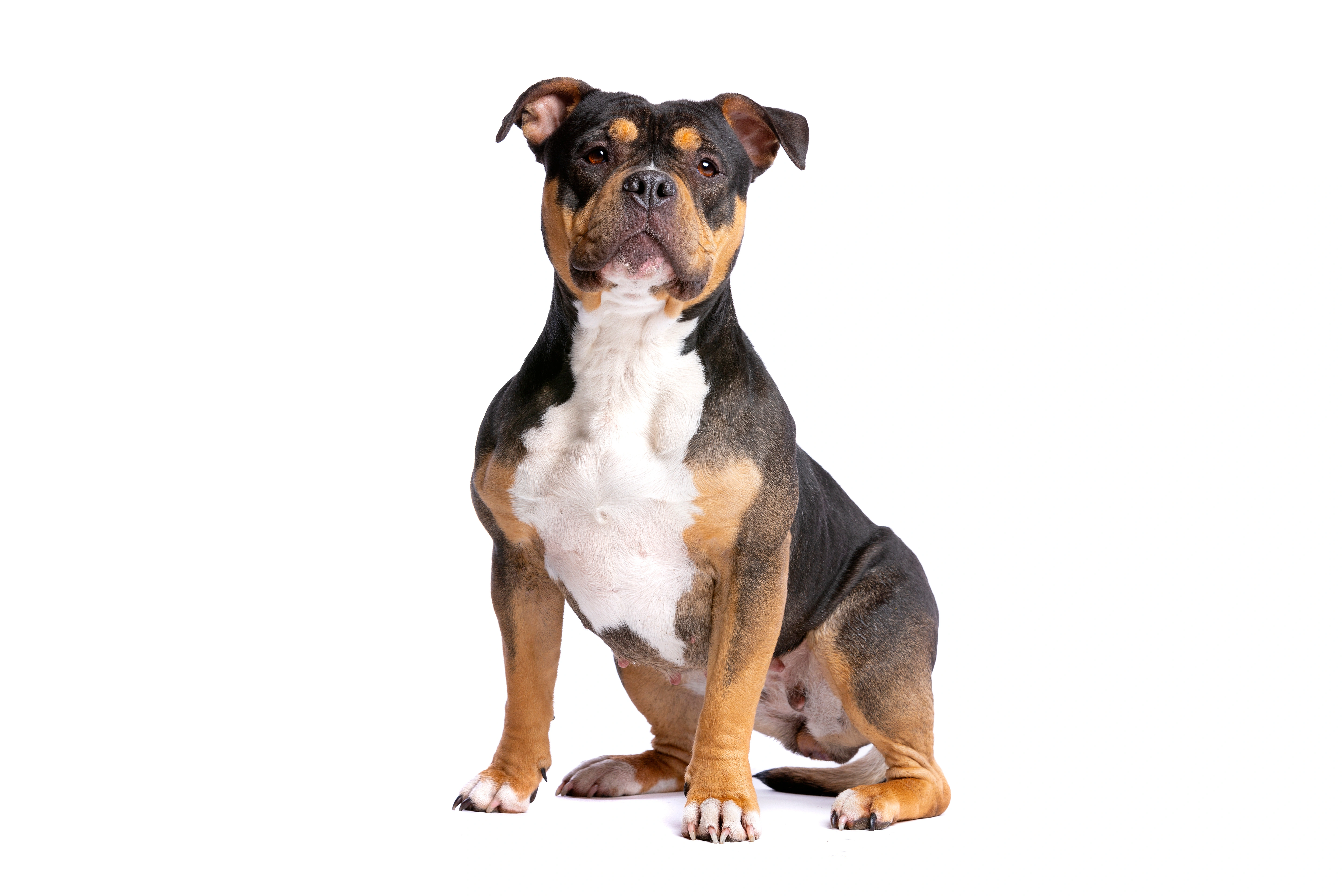 American bully outlet natural ears