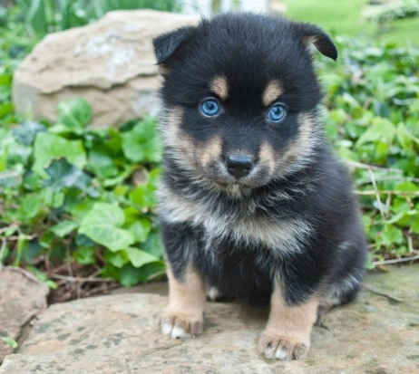 what is a second generation pomsky