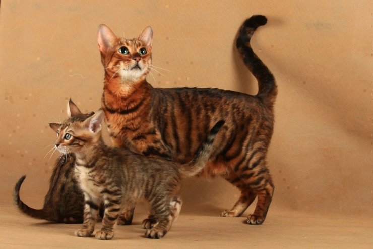 Toyger price hot sale