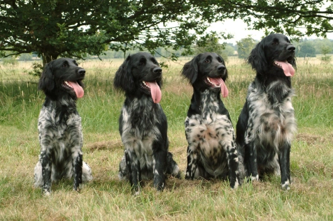 Munsterlander puppies for sale hotsell